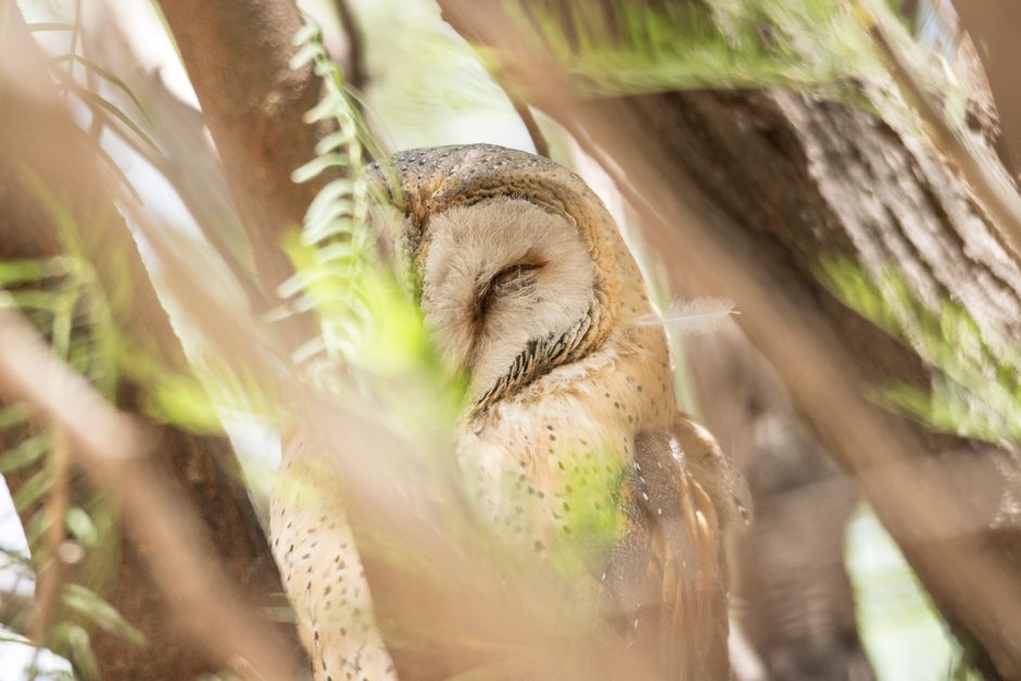 A close-up view of a sleeping barn owl nestled within a dense, green foliage environment. The owl’s face, with closed eyes and a heart-shaped facial disc, is partly obscured by fern leaves and tree branches. Its soft, beige and brown feathers appear well-kept, and the surrounding natural elements, including bark and vibrant leaves, create a serene and peaceful scene. The lighting filters softly through the foliage, highlighting the owl's delicate features and the textured surfaces of the tree and leaves. This image exemplifies a calm, natural habitat, emphasizing the importance of pristine environments for bird conservation, aligning with the principles of surface cleaning and maintenance promoted by Barnes Carpet Cleaning.
