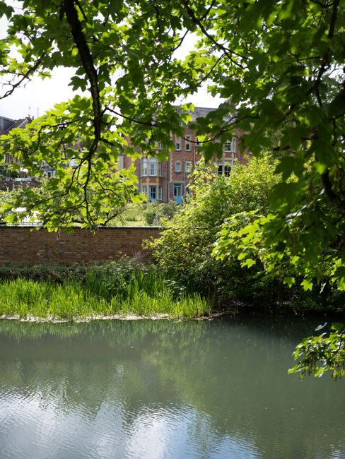 A tranquil scene featuring a calm river with gentle ripples reflecting the greenery surrounding it. Overhanging branches with bright green leaves frame the view, casting dappled sunlight onto the water. In the background, residential buildings with brick facades and large windows are visible beyond a brick wall and dense foliage, indicating an urban park or green space within a residential area. The overall scene suggests a peaceful, natural environment suitable for surface cleaning and maintenance, with lush vegetation and clean water surfaces, reflecting the importance of outdoor hygiene and landscape upkeep. The image exemplifies well-maintained urban greenery, aligning with principles of deep cleaning and environmental sanitisation that Barnes Carpet Cleaning may promote for outdoor and indoor spaces.